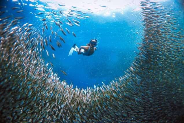 Moalboal Sardine Run in Moalboal Cebu, highlights of Oslob Whale Shark & Moalboal Sardine Tour