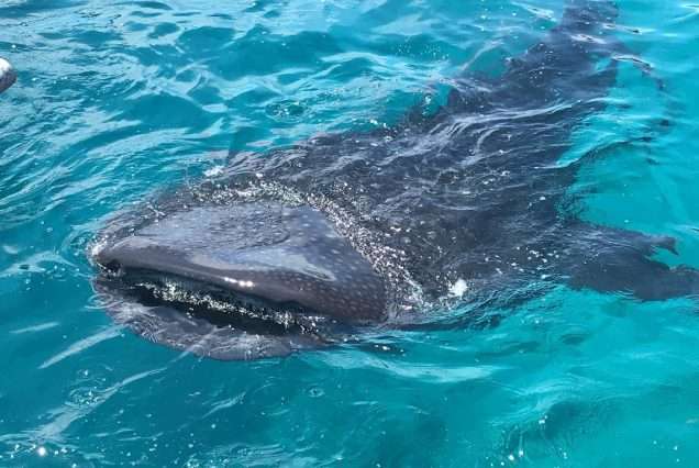Whale Shark in a clear blue sea - highlights of Oslob Whale Shark Watching