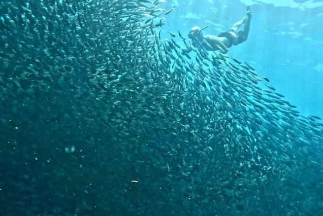 School of Sardines with tourist diving - highlight of Oslob Whale Shark & Maolboal Sardine Tour.