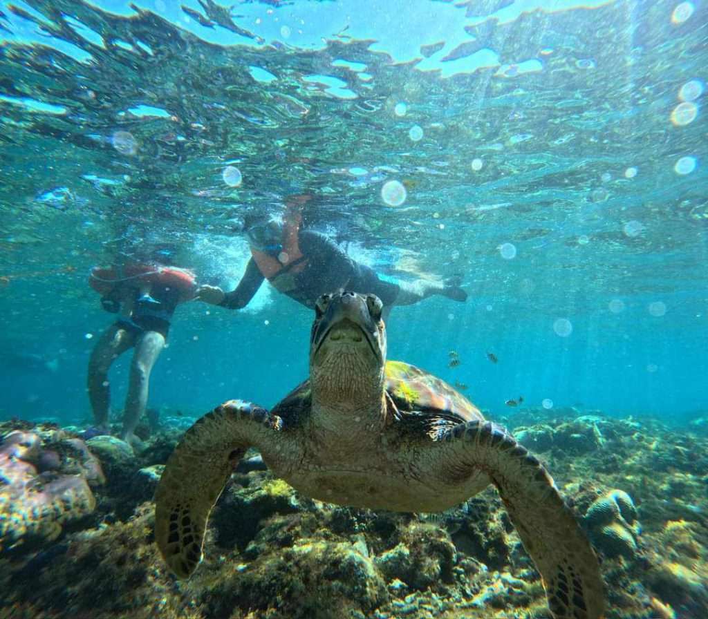 Tourists snorkeling with sea turtles on Apo Island Tour