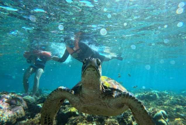 Tourists snorkeling with sea turtles on Apo Island Tour