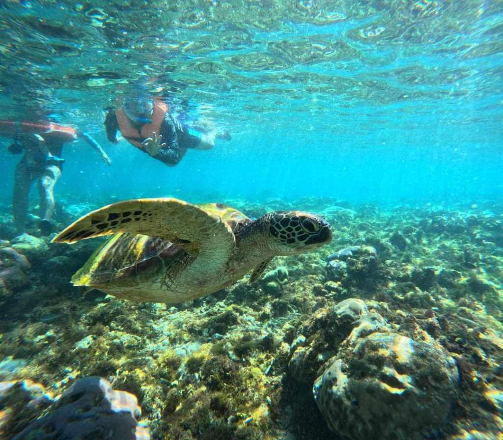 Tourists snorkeling with sea turtles on Apo Island Day Tour