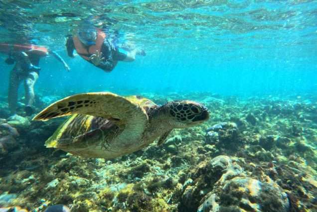Tourists snorkeling with sea turtles on Apo Island Day Tour