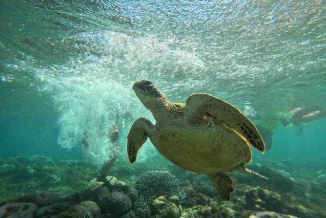 Snorkeling with sea turtles in Apo Island marine sanctuary - highlights of Apo Island Day Tour