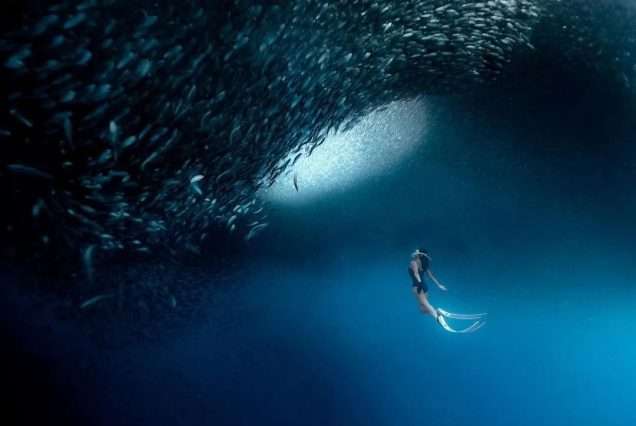 Millions of school sardines in Moalboal Cebu - highlights of Oslob Whale Shark & Moalboal Sardine Tour.