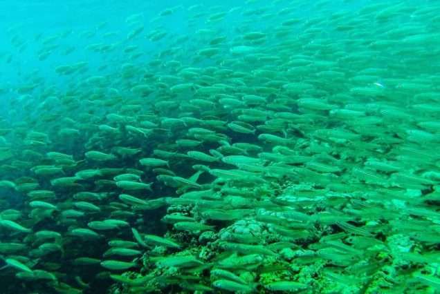 School of Sardines in Moalboal Cebu - highlights of Oslob Whale Shark & Moalboal Sardine Tour