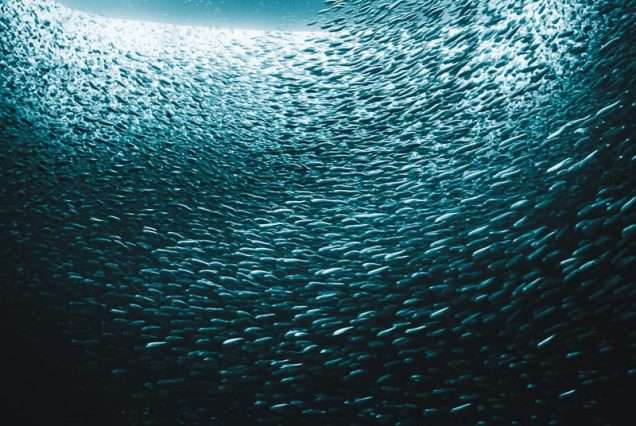 Pack of School Sardines in Moalboal Cebu - highlights of Oslob Whale Shark & Moalboal Sardine Tour