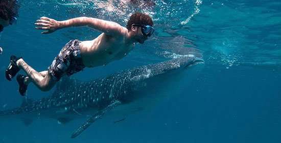 Tourist diving with Whale Shark