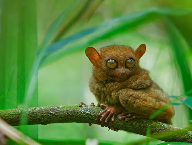 Bohol
