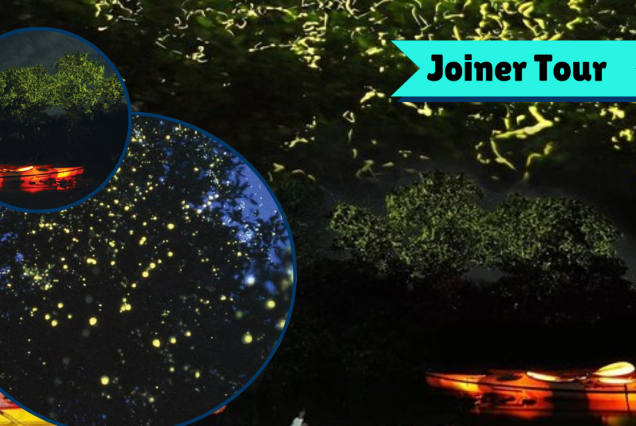 Guests enjoying firefly watching at night on the Bohol Firefly Watching Joiner Tour