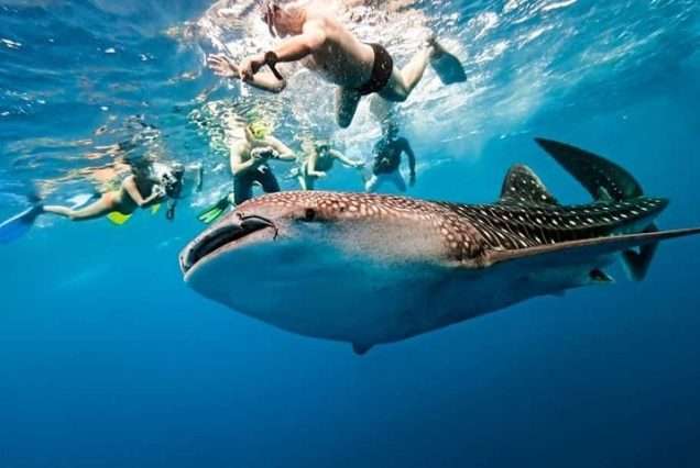 Whale Shark with people - highlights of Oslob Whale Shark Watching