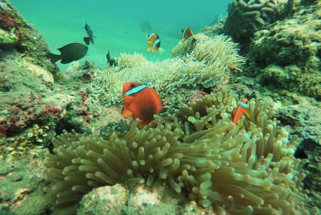 Clown fish in a Coral reef. Highlight of Scuba Diving in Dauin, Negros Oriental Island.