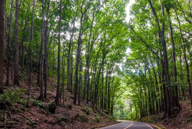 Bohol Manmade Forest -highlights of from Cebu to Bohol Tours