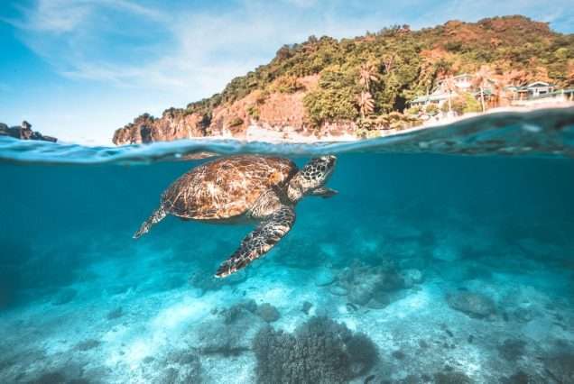 alt="Snorkeling with sea turtles in Apo Island marine sanctuary"