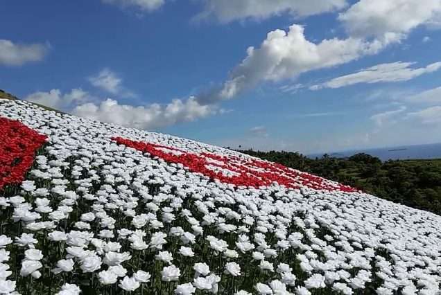 16k Blossoms in Baybay City, Leyte