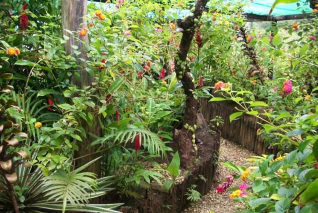 Butterfly Garden in Siquijor