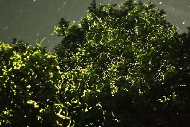 Bohol Firefly Watching Joiner Tour boat gliding on the river under fireflies