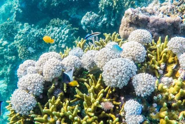 Tubod Marine Sanctuary in Siquijor Island