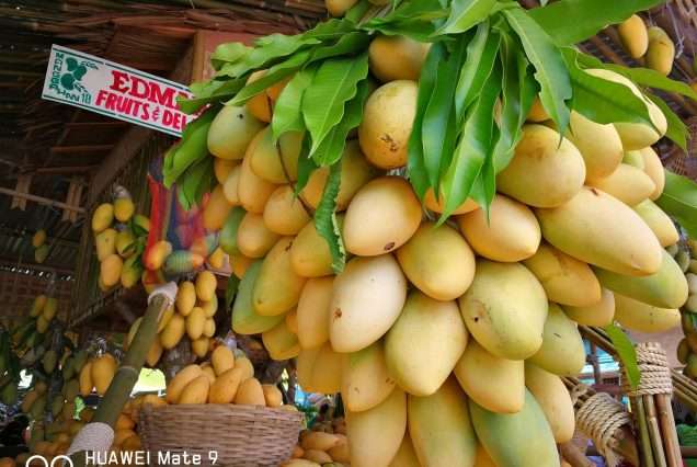 Mango Capital of the Philippines, The Guimaras Island