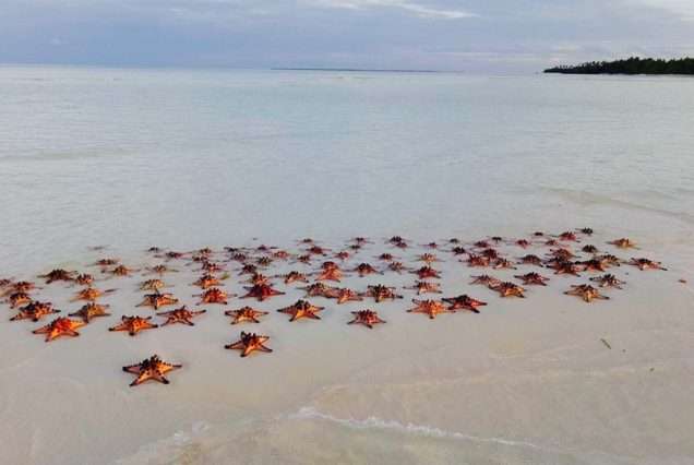 Starfish in Starfish Island