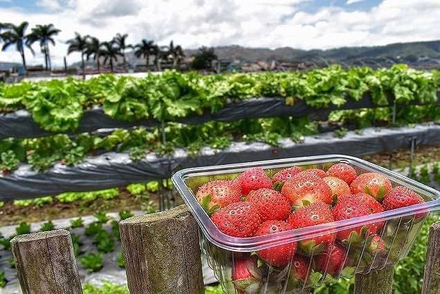 Harvested Strawberry in Baguio
