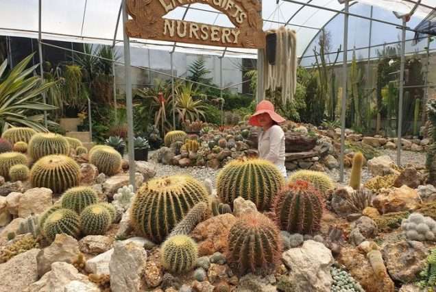 Living Gifts Nursery in Benguet