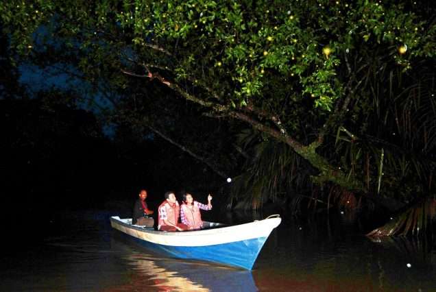 Iwahig, Puerto Princesa Firefly Watching