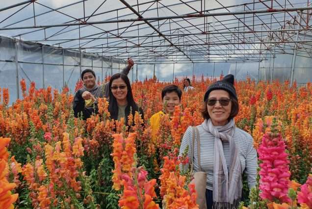 Snapdragon Flower
