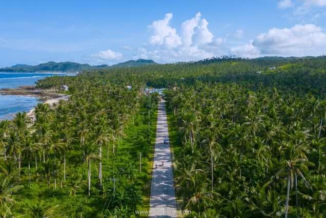 Coconut Road