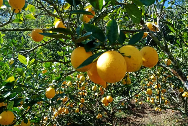 Lemon Picking in Benguet Farm