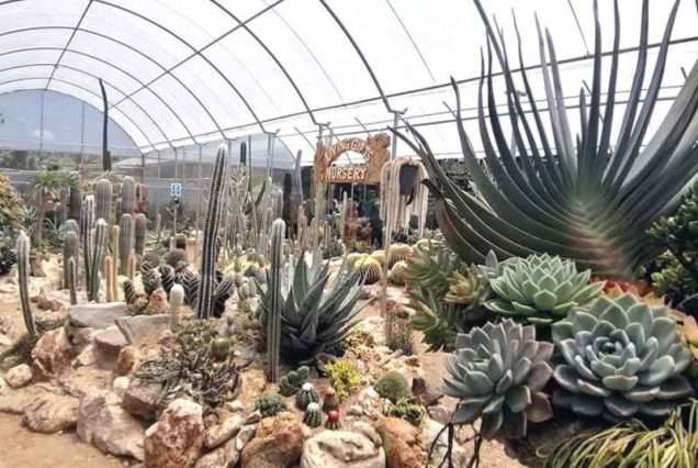 Living Gifts Nursery in Benguet
