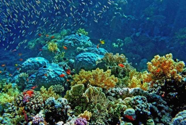 Lusong Coral Garden