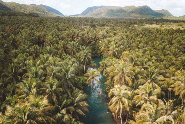 Maasin river and Coconut Tree