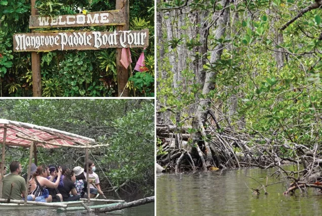 Boat RIde through mangrove forest