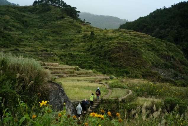 Rice Terraces in Sagada Mountain Province