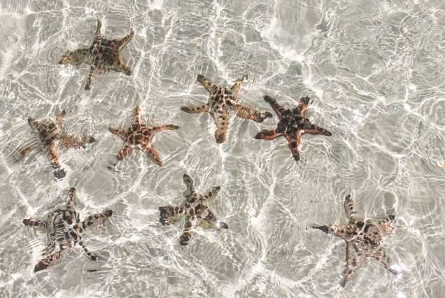 Sandbar & Starfish in Calatagan, Boracay