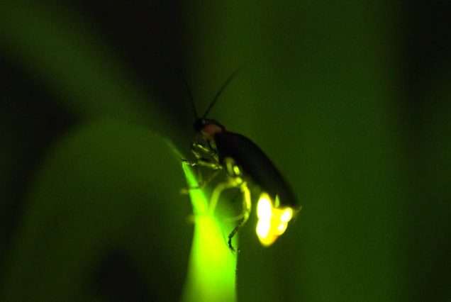 Firefly watching tour