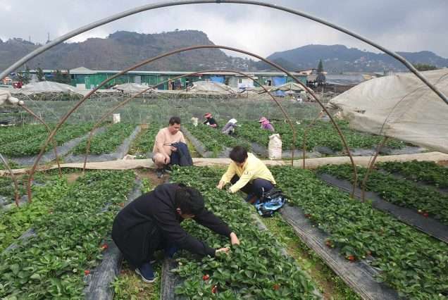 Strawberry Picking in Baguio