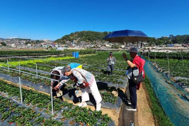 Strawberry Farm in Baguio