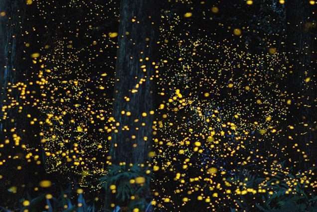 Bohol Firefly Watching Joiner Tour