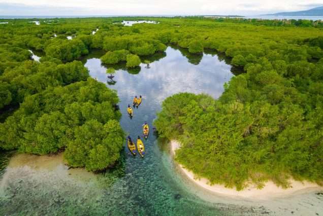 Mangrove Forest on Sta. Cruz Island