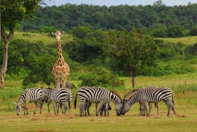 Calauit Safari Wildlife Sanctuary