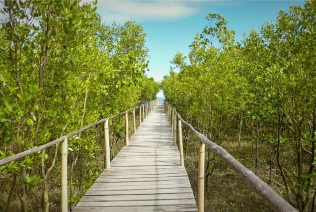Mangrove Park in Boracay Island