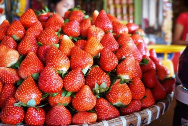 Harvested Strawberries in Benguet