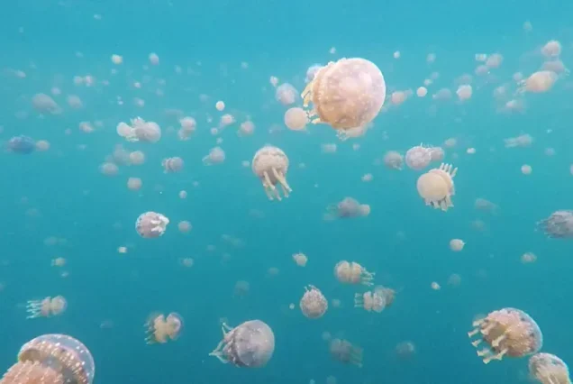 Stingless jellyfish in Siargao